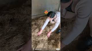 Farming cute Animals  goreli 🐿🐿 foryou fun animals cute comedyfilms viralshorts trending [upl. by Malvin885]