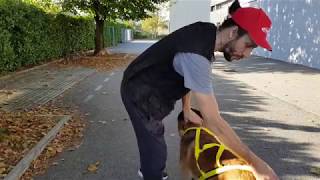 Eduquer son chien  Les différents harnais pour chien  berger malinois [upl. by Lorimer804]