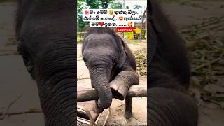 Nena නේනා Thiwanka Dilshan ytshorts short trending Song Tiktok shortvideo Elephant 🥰 [upl. by Moitoso]