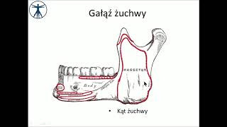 Twarzoczaszka  żuchwa i staw skroniowożuchwowy wstęp PL [upl. by Herrmann925]