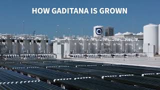 Gaditana Original How We Grow [upl. by Felicia]