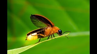 SOS Firefly Eaten by Frog Kept on Flashing [upl. by Seravat]