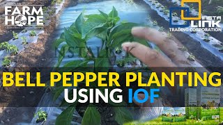 how to plant atsal using IOF [upl. by Hedi20]