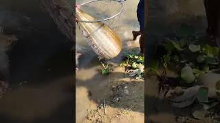 The Biggest Fish Of River Bangladesh fishing river videos viralvideo [upl. by Bergstein]