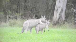 Australian wildlife Affectionate Kangaroo Mother [upl. by Skiba]