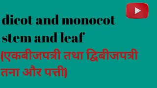 dicot and monocot stem and leaf morphology and anatomy dicot and monocot stem and leaf in Hindi [upl. by Karon]