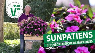 Schneckensichere Sunpatiens [upl. by Siloam]