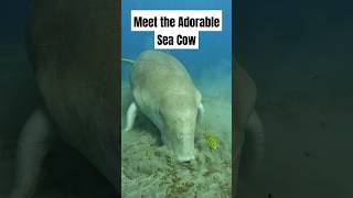 Meet the Dugong The Adorable Sea Cow You Never Knew Existed animals shorts [upl. by Vaasta]