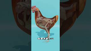 😱 মুরগির শরীরে কিভাবে ডিম তৈরি হয়  How eggs are made in the body of chickens [upl. by Nnylcaj]