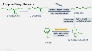 Atropine Biosynthesis and General Introduction [upl. by Hazlett]