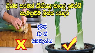 හැමදාටම ලීක්ස් ගෙදර හදාගමු How to regrow leeks at home [upl. by Eedyaj786]