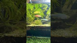 Planted tank fishtanktour myfishtank fish fishtanktour naturetank fishaquarium [upl. by Teik]