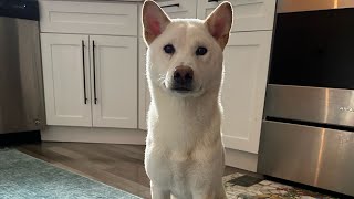 Marley the Shiba Inu says hi to owner [upl. by Madeline604]