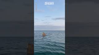 Kayakers have amazing encounter with shark [upl. by Anoyi]