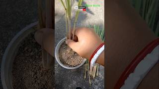 Grow Lemongrass at Home Easy Gardeningviralshorts [upl. by Mateya769]