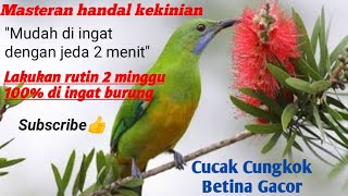 Masteran handal cucak cungkok betina dengan jeda 2 menit cungkok betina tembakan rapet dan pedes [upl. by Norma451]