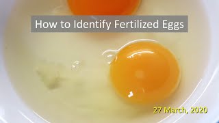 How to Identify Fertilized Eggs [upl. by Amairam822]