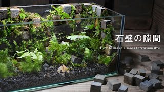 石壁の隙間に生える苔のテラリウム 25 [upl. by Jenne]