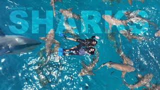 Swimming with Sharks  Maafushi Maldives  Public Island vlog 3 [upl. by Kcirtap]