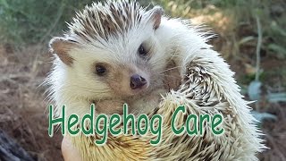 Hedgehog Care  Requested [upl. by Akinar729]