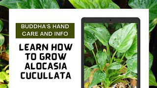 How To Grow Alocasia Cucullata Buddhas hand Infos [upl. by Squire]