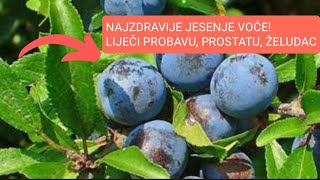 Najjači i najzdraviji prirodni lijek Hitno ga vratiti iz zaborava [upl. by Seuguh348]