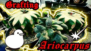 Grafting Ariocarpus Cactus 🌵 [upl. by Scheck837]