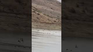 Northern Shoveler Landing duck viralvideo nature mountains waterfowl duckcalls fyp like [upl. by Steinke655]