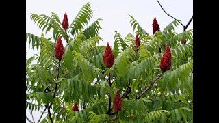 Sumac What is it Whats it good for [upl. by Cleo]