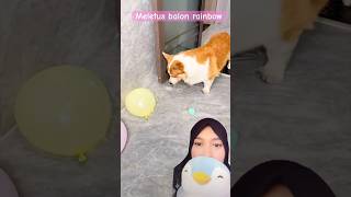 Anjing letusin balon air corgi dubbing hewanlucu funny [upl. by Eldwen541]