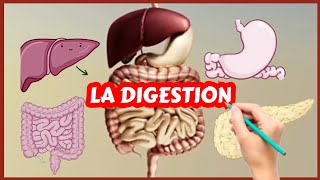 Lappareil digestif et la digestion Physiologie [upl. by Esdras]