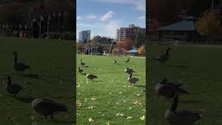 Canadian goose resting [upl. by Mickie]