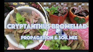 CRYPTANTHUS BROMELIADS Propagation amp BEST SOIL MIX [upl. by Obel]