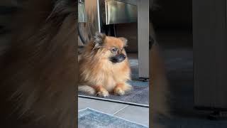 dog pet pomeranians pomeranianpuppies pomeranianlove pomeranian Tosha Larios and Bugatti [upl. by Cody991]