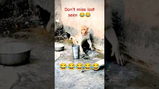 Bandar ki comedy video 😂😂 bandar ki comedy video 😂😂 [upl. by Coray901]