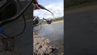 laksefiske newfishingvideo foryou viralshort fishing salmonfishing foxnfishing [upl. by Sugna]