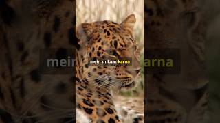 Top 3 Amazing Facts About Leopards in 30 Seconds [upl. by Meyer]