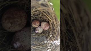 bird eggsnestbirds nestsatisfying ytshorts [upl. by Lud]