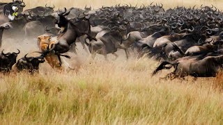 Leões E As Caçadas Mais Fáceis De Suas Vidas O Que Está Acontecendo  Animais Selvagens [upl. by Karyn]