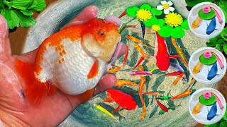 Catch colorful ornamental fish catfish lovely goldfish comet fish gourami Brazilian turtles 46 [upl. by Floris]