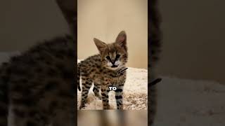 How a Serval Cat Brought Warmth and Happiness 💗 [upl. by Aivatco]