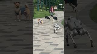 Watch real dogs meet a robot dog [upl. by Nnylrahc228]