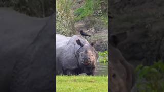 Black rhinoceros [upl. by Dole]