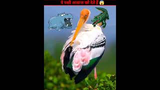 Yellow billed stork facts shorts [upl. by Lachus230]