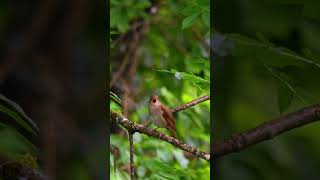 Beautiful Nightingale song 28 04 2024 Dordogne [upl. by Hatnamas]