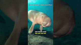 Dugong  The Real Life Mermaid [upl. by Fernas561]