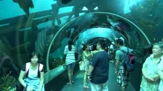 SEA Aquarium Resorts World Sentosa Singapore [upl. by Hernandez]