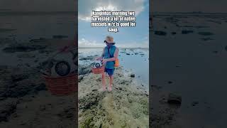 BASKET OF NATIVE MUSSELS shorts asmr mussels ocean lowtide cebu island clams shells [upl. by Mackie578]