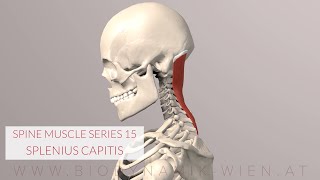 Splenius Capitis Spine Series 15 Neck Muscles 3D Animation [upl. by Iderf780]