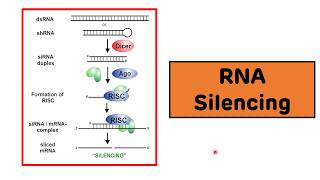 RNA Silencing  RNA Interference  siRNAs and miRNAs [upl. by Yreffeg]